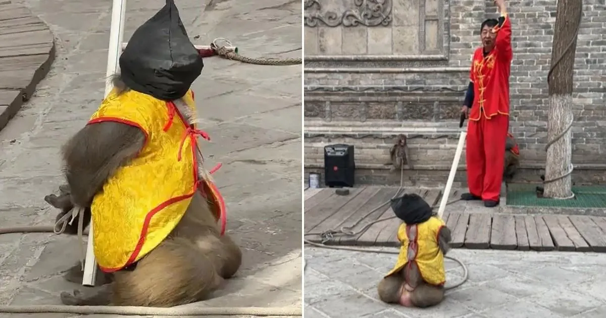 Monkey ‘tied with rope around neck’ in live ‘execution’ performance